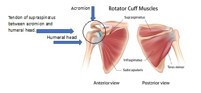 Rotator Cuff, Rotator Cuff Injury, Shoulder Injury, Portland Physical Therapy